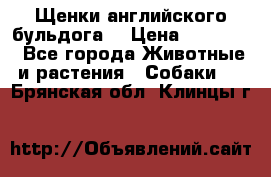 Щенки английского бульдога  › Цена ­ 60 000 - Все города Животные и растения » Собаки   . Брянская обл.,Клинцы г.